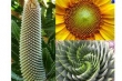 cactus, girasol, aloe vera