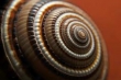 caracol